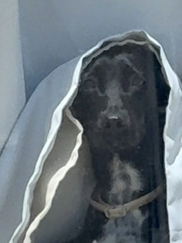 Cadela noiva fantasma: o segredo do dono