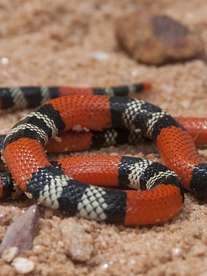 Cobra coral de 70 cm é encontrada dentro de tijolo em SC