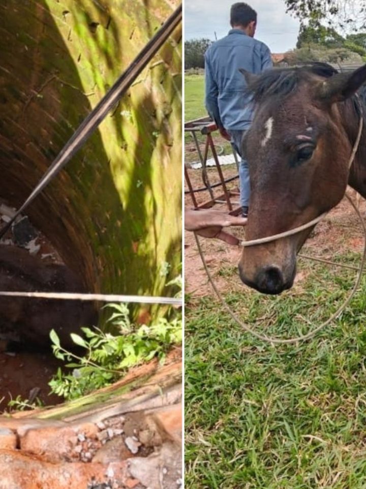Égua é resgatada com guincho após cair em fossa em Marília