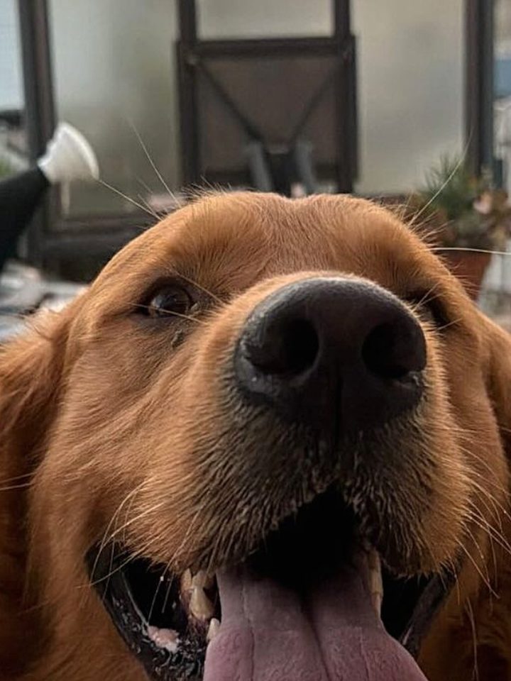 Golden retriever brinca com invasor