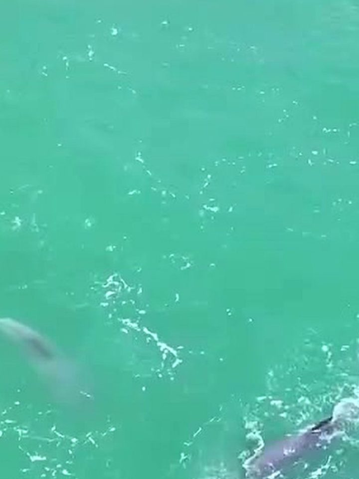 Golfinhos caçam tainhas perto da Praia de Gaibu