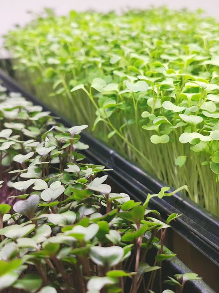 Microverdes em casa: bandeja, luz e cuidados no cultivo