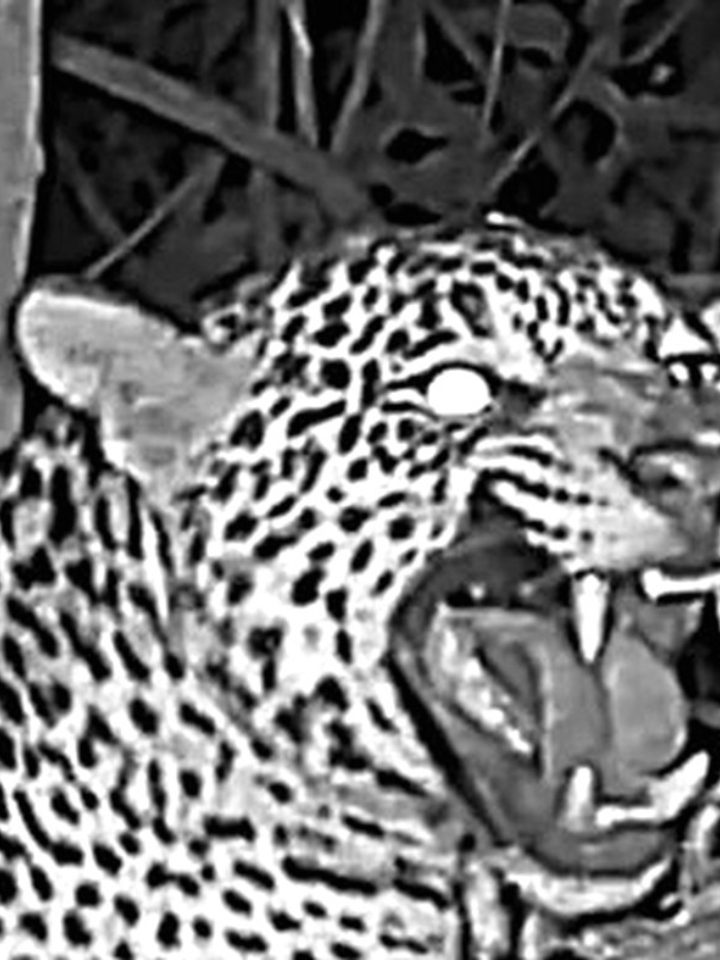 Onça Manchita é flagrada sozinha no Iguaçu