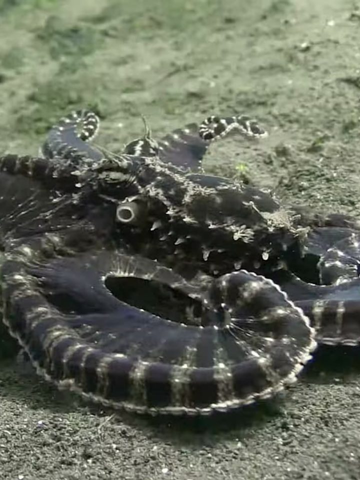 Polvo mímico vira cobra-do-mar para enganar predador
