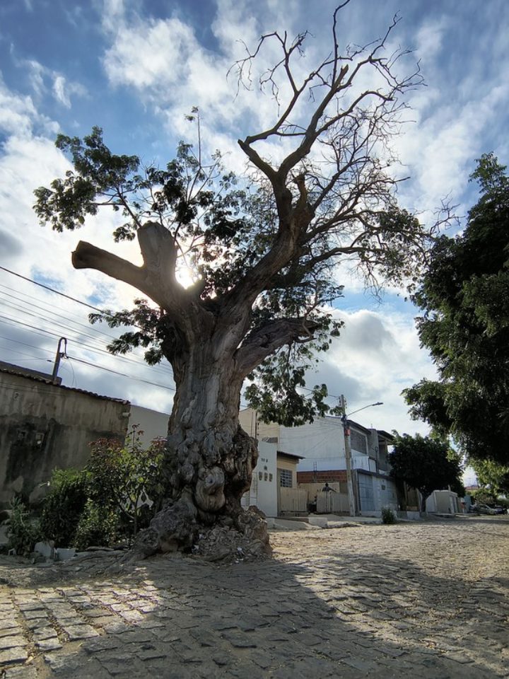 Tamboril de Petrolina pode ter até 230 anos