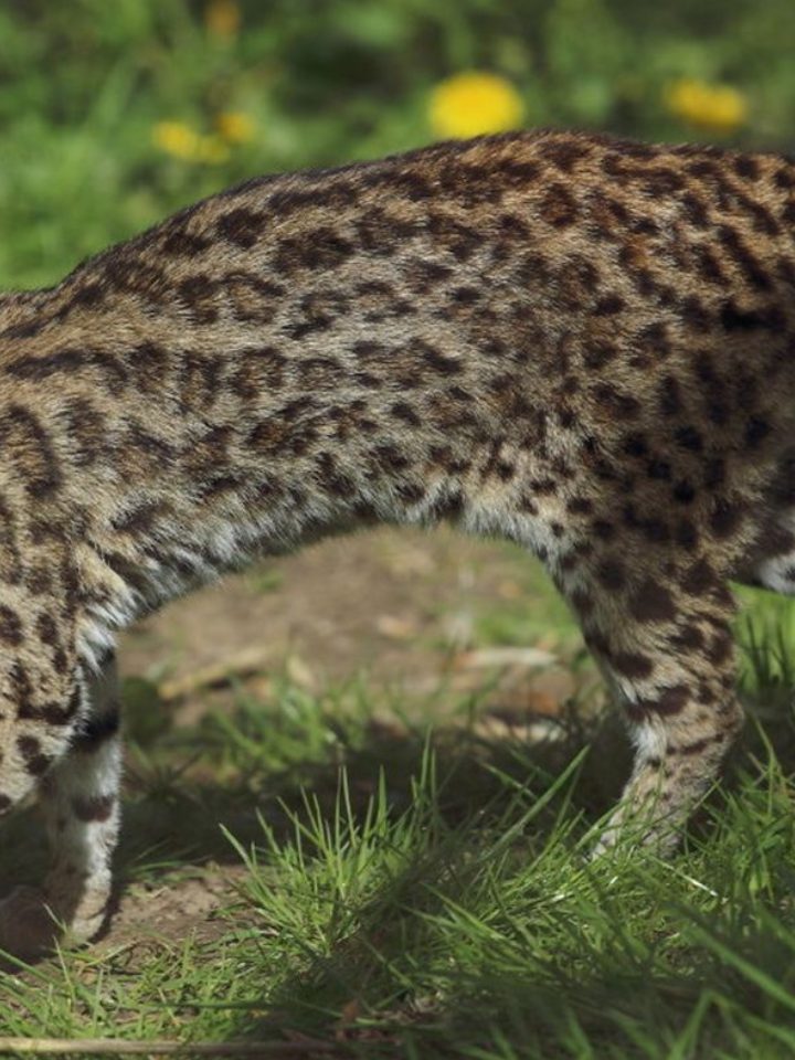 Tilcayo, novo felino descoberto após 100 anos