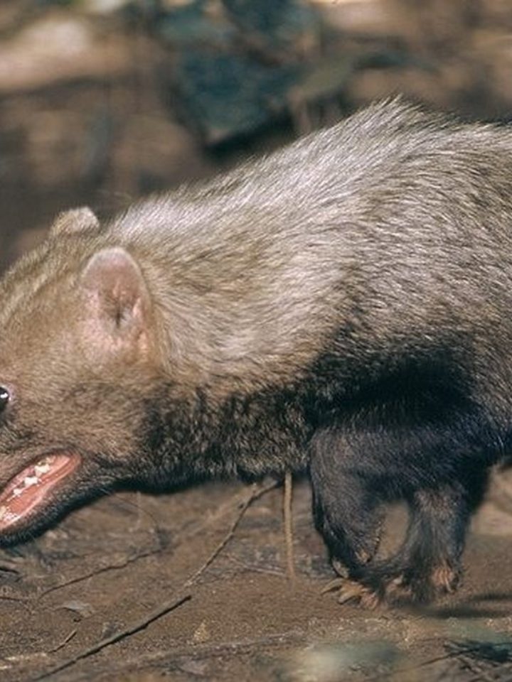 Cachorro-vinagre raro aparece em áreas do Sesc Pantanal